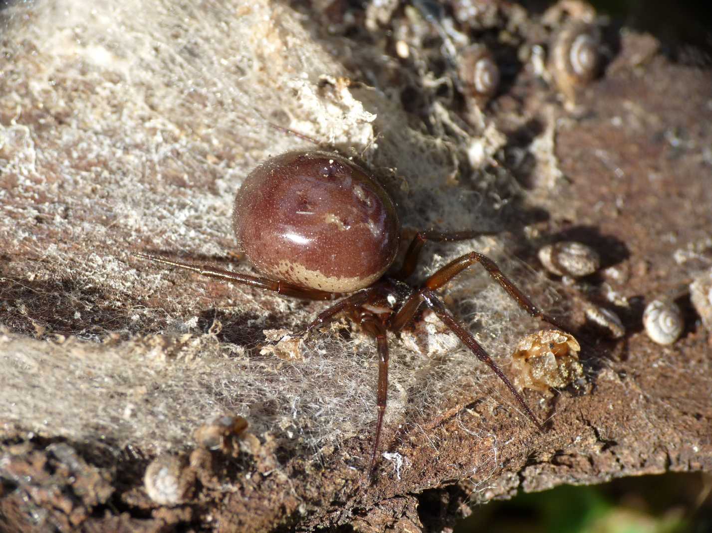 Steatoda nobilis